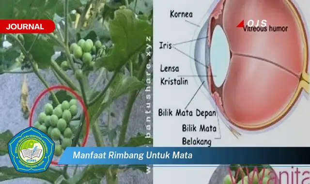 manfaat rimbang untuk mata