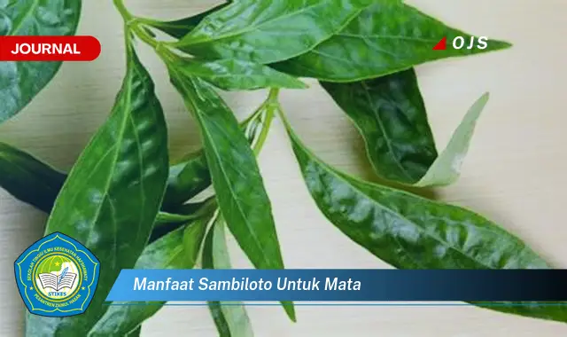manfaat sambiloto untuk mata manfaat sambiloto untuk mata