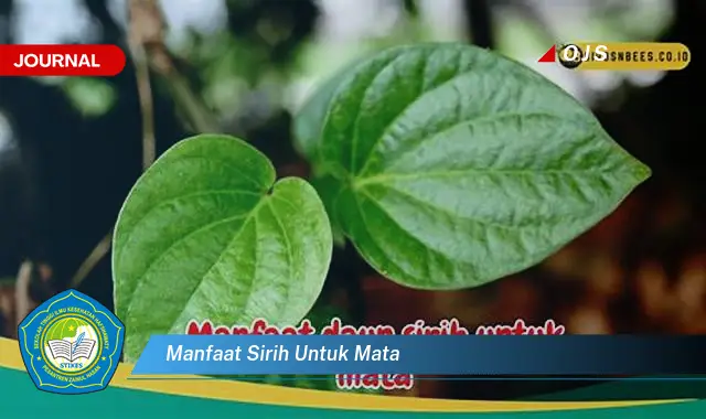 manfaat sirih untuk mata manfaat sirih untuk mata