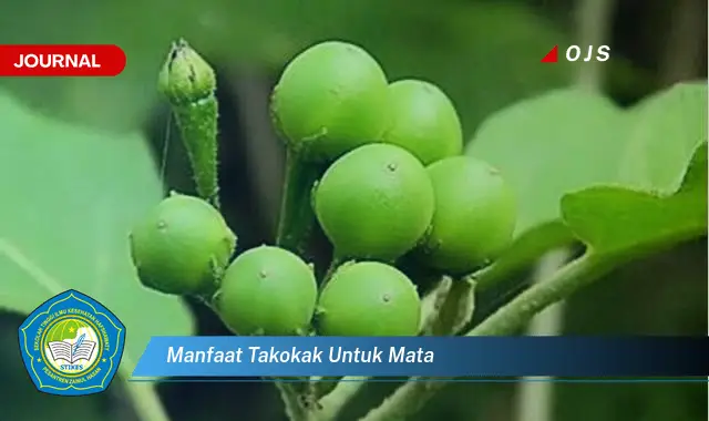 manfaat takokak untuk mata