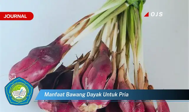 manfaat bawang dayak untuk pria