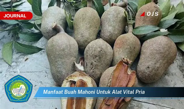 6 Manfaat Buah Mahoni untuk Alat Vital Pria yang Bikin Kamu Penasaran - E-Journal