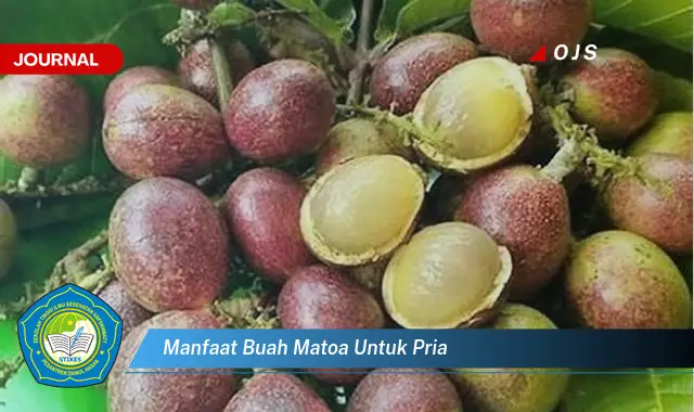 manfaat buah matoa untuk pria