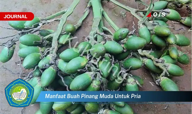 manfaat buah pinang muda untuk pria