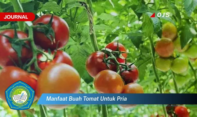 manfaat buah tomat untuk pria