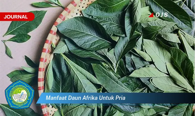 manfaat daun afrika untuk pria