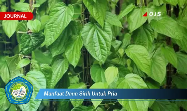 manfaat daun sirih untuk pria