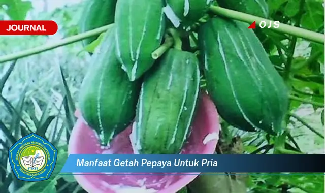 manfaat getah pepaya untuk pria