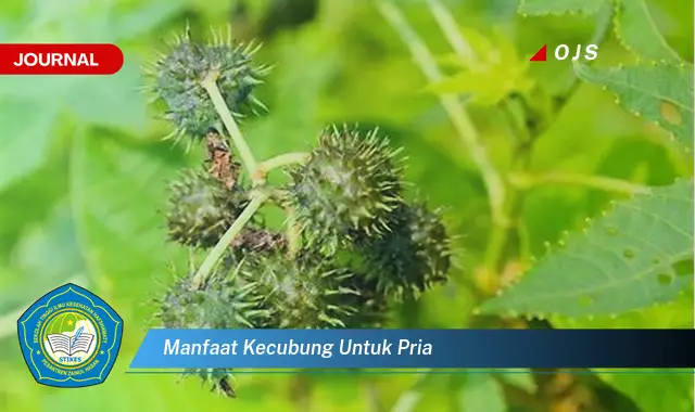 manfaat kecubung untuk pria manfaat kecubung untuk pria