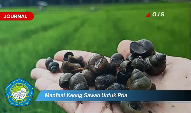 manfaat keong sawah untuk pria