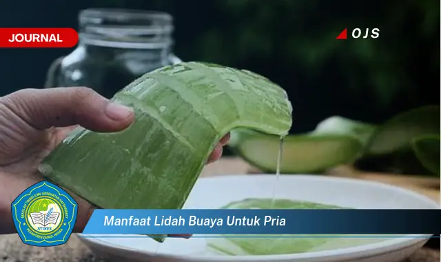 manfaat lidah buaya untuk pria manfaat lidah buaya untuk pria