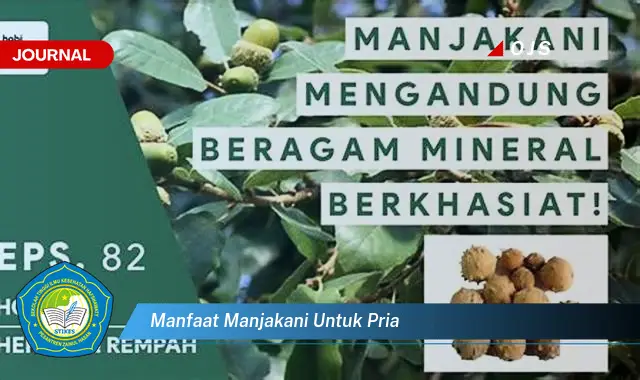 manfaat manjakani untuk pria