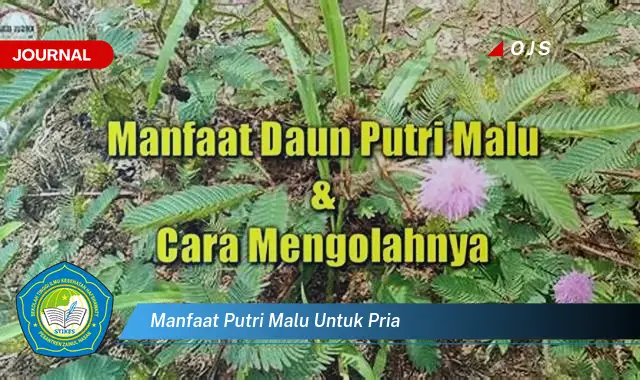 manfaat putri malu untuk pria manfaat putri malu untuk pria