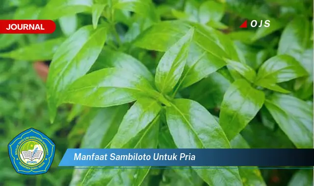 manfaat sambiloto untuk pria