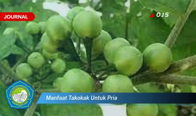 manfaat takokak untuk pria