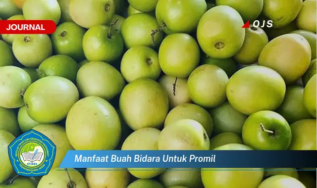 manfaat buah bidara untuk promil