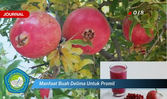 manfaat buah delima untuk promil