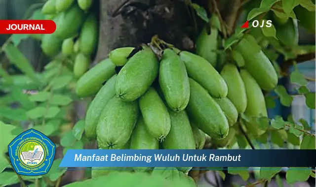 manfaat belimbing wuluh untuk rambut manfaat belimbing wuluh untuk rambut