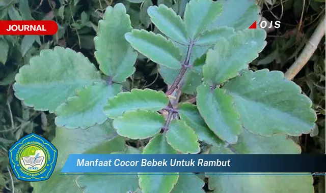 manfaat cocor bebek untuk rambut