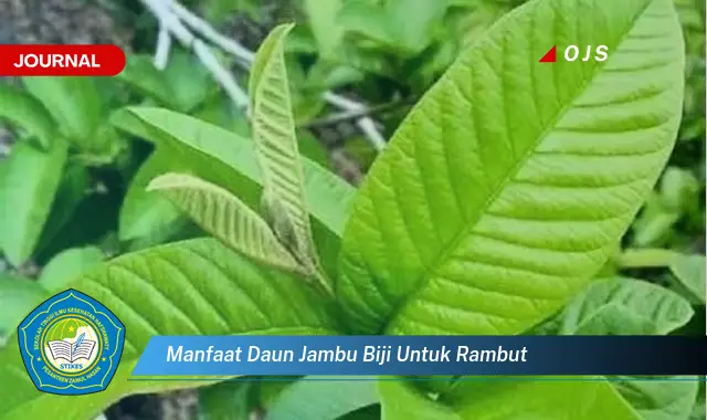 manfaat daun jambu biji untuk rambut