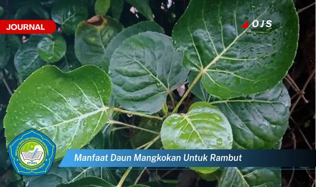 manfaat daun mangkokan untuk rambut manfaat daun mangkokan untuk rambut
