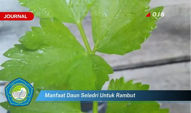 manfaat daun seledri untuk rambut