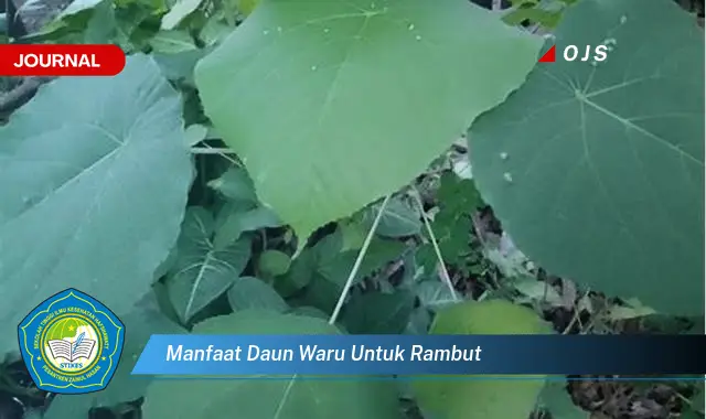 manfaat daun waru untuk rambut manfaat daun waru untuk rambut