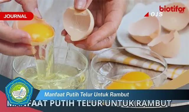 manfaat putih telur untuk rambut manfaat putih telur untuk rambut