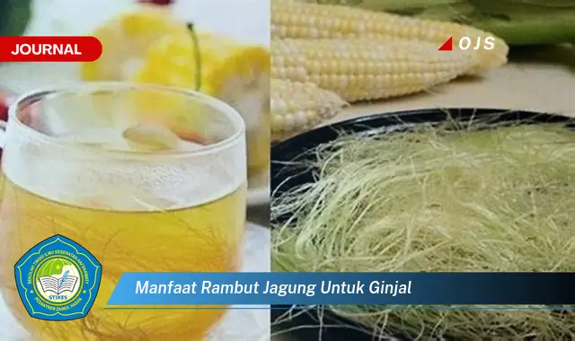 manfaat rambut jagung untuk ginjal manfaat rambut jagung untuk ginjal