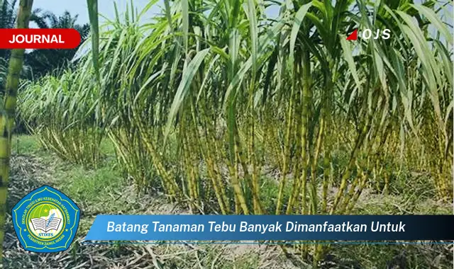 batang tanaman tebu banyak dimanfaatkan untuk