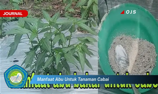 manfaat abu untuk tanaman cabai manfaat abu untuk tanaman cabai