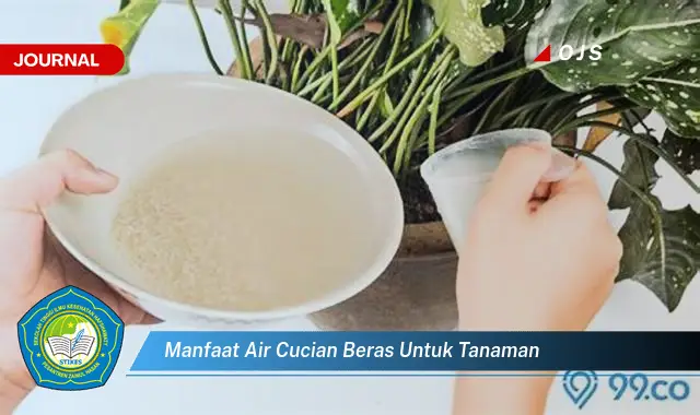 manfaat air cucian beras untuk tanaman manfaat air cucian beras untuk tanaman