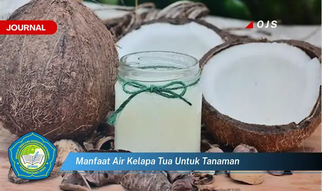 manfaat air kelapa tua untuk tanaman