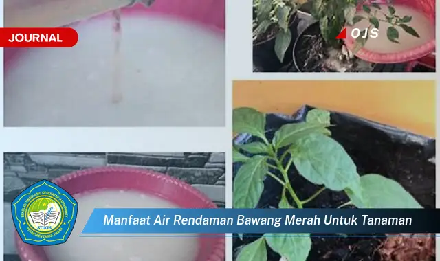 manfaat air rendaman bawang merah untuk tanaman