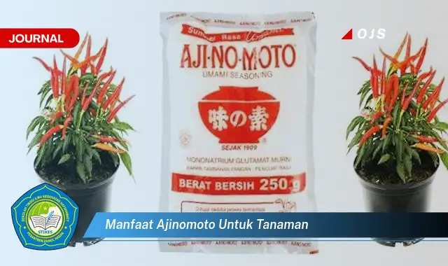 manfaat ajinomoto untuk tanaman