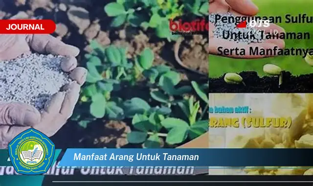 manfaat arang untuk tanaman