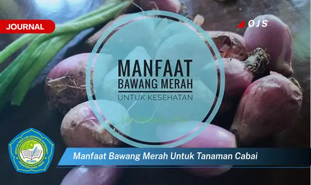 manfaat bawang merah untuk tanaman cabai manfaat bawang merah untuk tanaman cabai