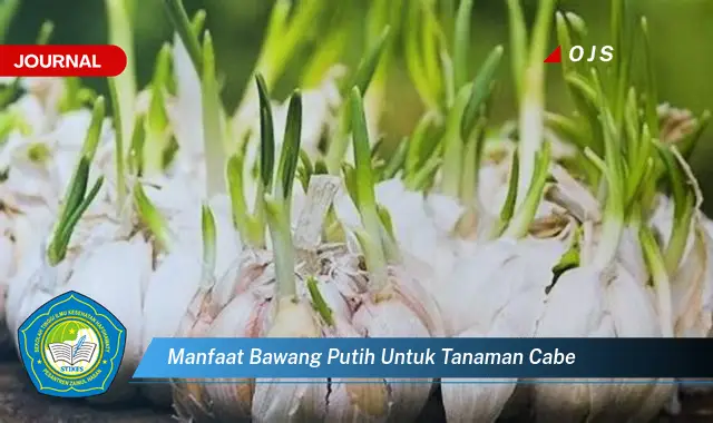 manfaat bawang putih untuk tanaman cabe