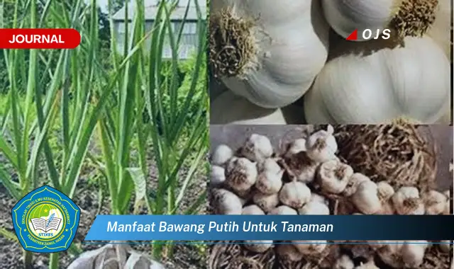 manfaat bawang putih untuk tanaman