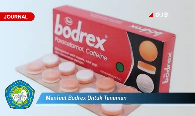 manfaat bodrex untuk tanaman