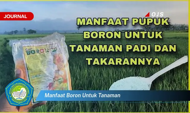 manfaat boron untuk tanaman