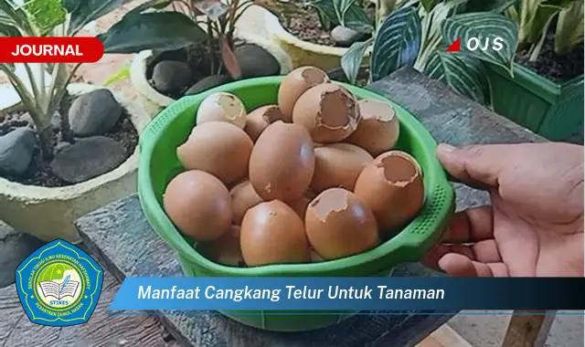 manfaat cangkang telur untuk tanaman