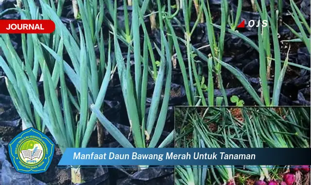 manfaat daun bawang merah untuk tanaman manfaat daun bawang merah untuk tanaman