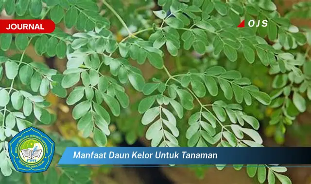 manfaat daun kelor untuk tanaman