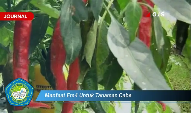 manfaat em4 untuk tanaman cabe