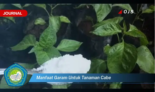 manfaat garam untuk tanaman cabe