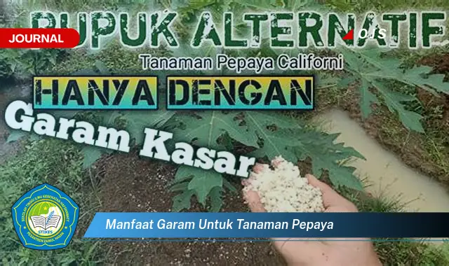 manfaat garam untuk tanaman pepaya