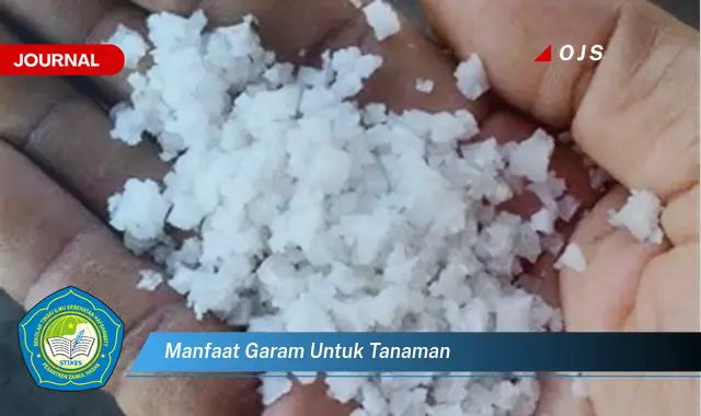 manfaat garam untuk tanaman