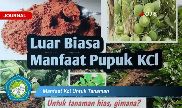 manfaat kcl untuk tanaman