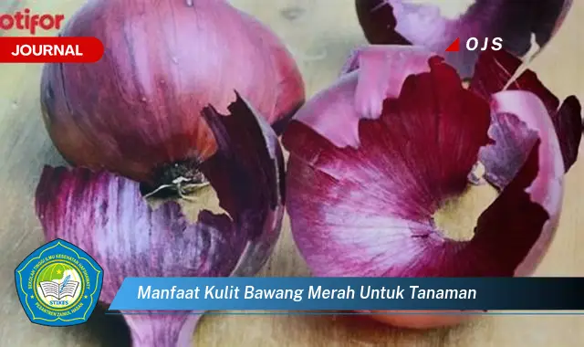 manfaat kulit bawang merah untuk tanaman